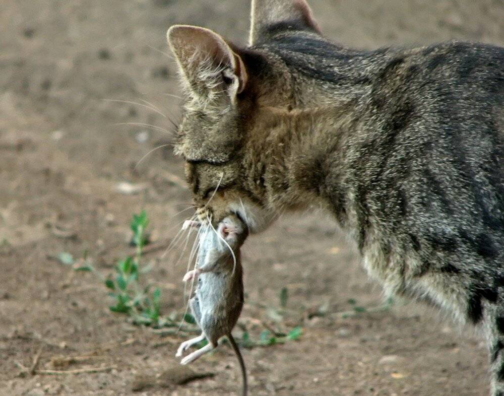 Почему кошки ловят и едят мышей?