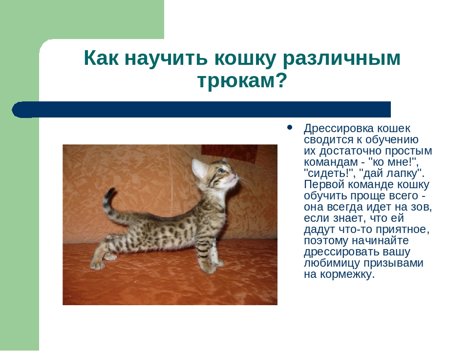Как самостоятельно дрессировать кошку в домашних условиях, инструкция