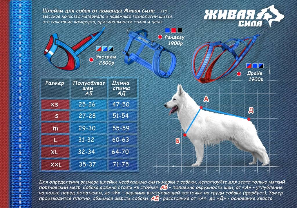 Как выбрать собаку и не облажаться