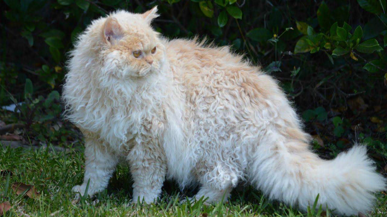 Гималайская кошка: история, стандарт, уход, кормление