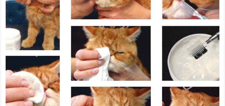 Чем промыть котенку глаза - рекомендации и средства
чем промыть котенку глаза - рекомендации и средства