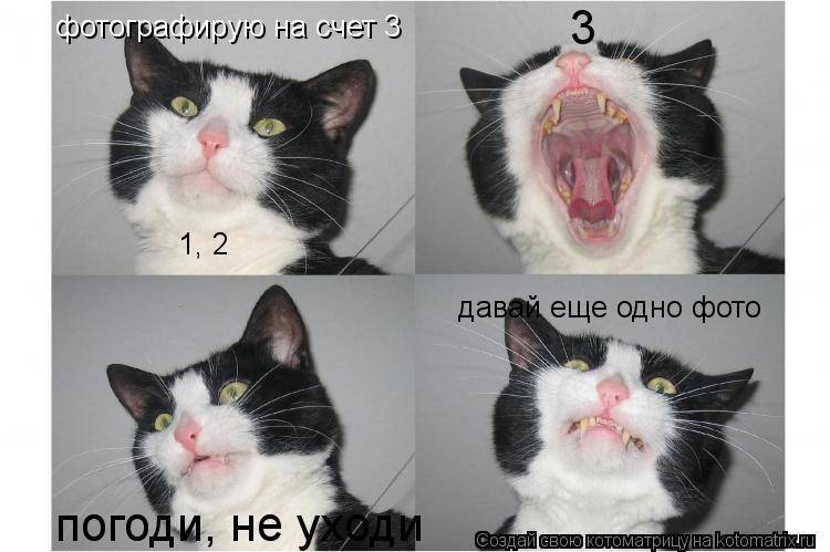 12 недопустимых вещей при уходе за кошкой :: инфониак