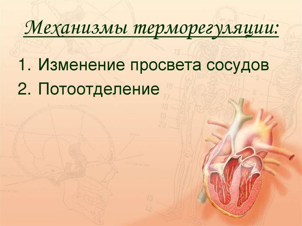Потеют ли кошки и коты: почему, какой частью