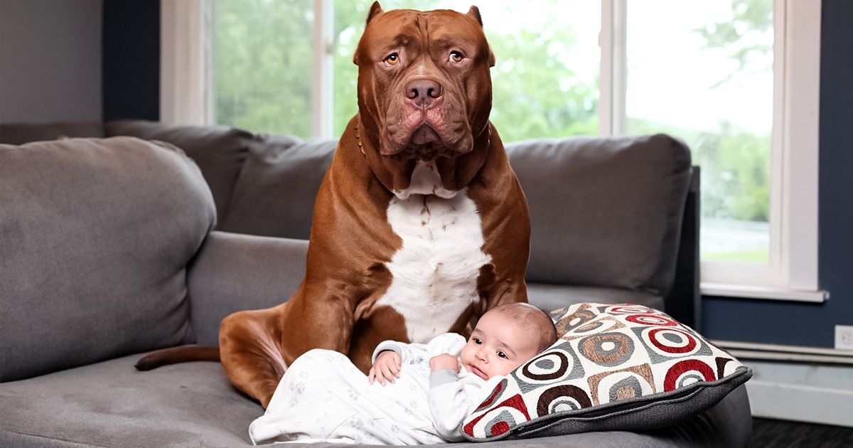 Собаки, которые могут испортить вашу жизнь   | материнство - беременность, роды, питание, воспитание