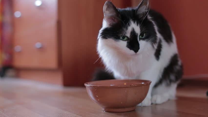 Икота у кошек