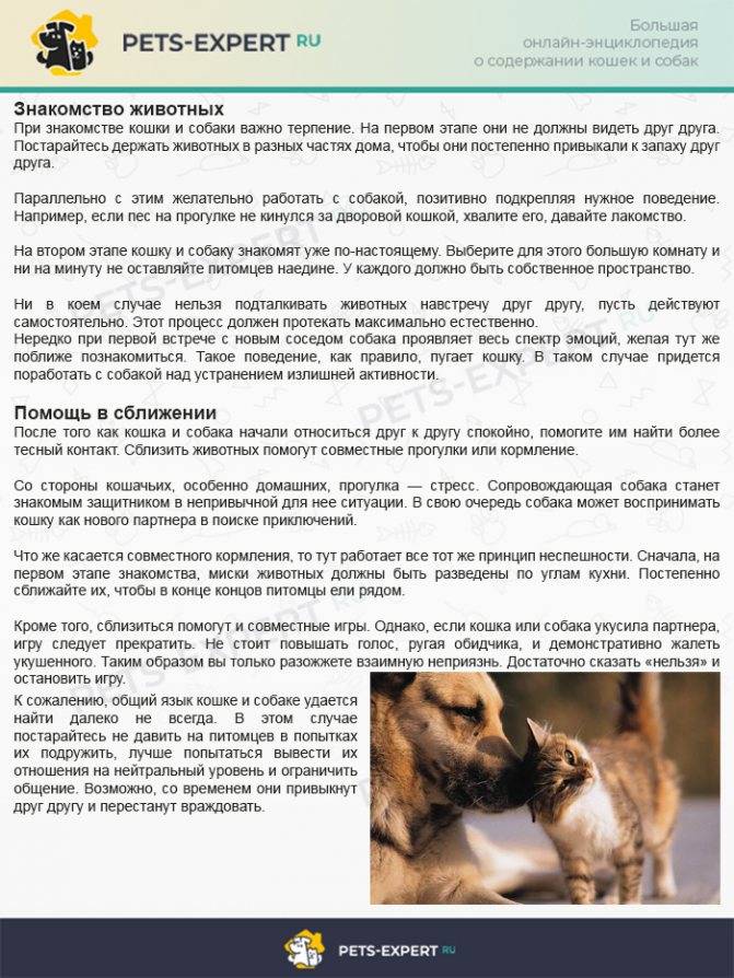 Как подружить кота с собакой?