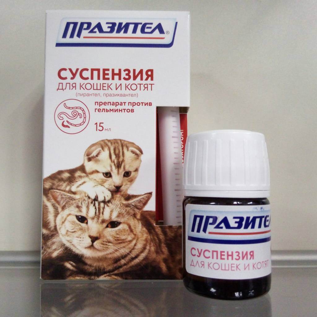 Дирофен для кошек: инструкция по применению препарата в таблетках и суспензии