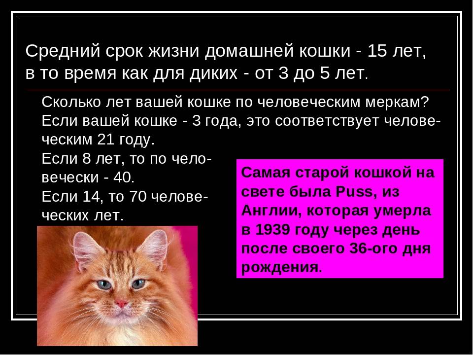 Сколько в среднем живут кошки?
