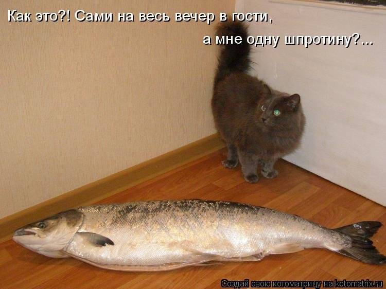 Почему коты любят рыбу