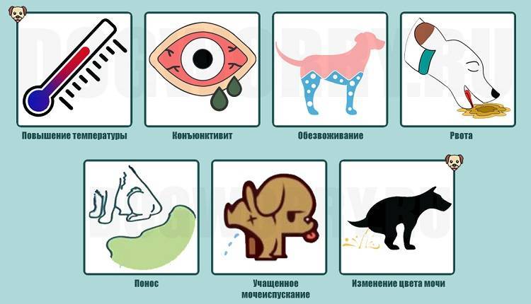 Лептоспироз у кошек: симптомы и лечение, вакцина против заболевания, вызываемого спирохетами