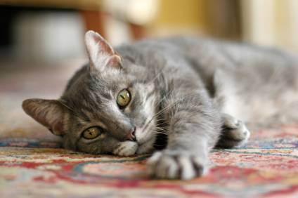 Глисты у котят – симптомы, признаки, методы лечения