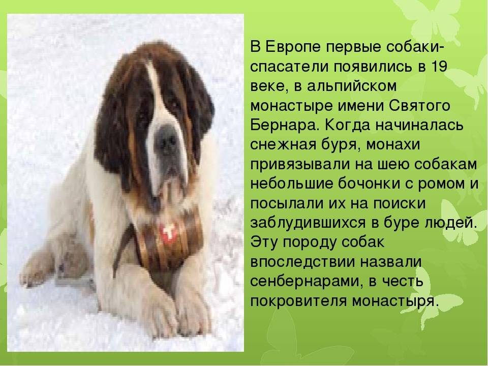 Сенбернар: фото, описание, характер, содержание, отзывы