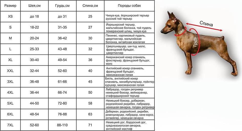 Как измерить рост собаки в холке: основные правила правильного измерения