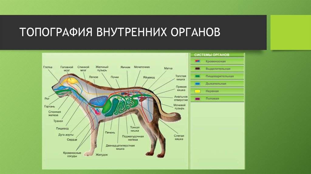 Описание кошки: анатомия, строение внутренних органов домашнего животного