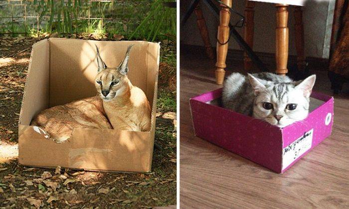 Правда раскрыта: почему кошки так любят лежать в пакетах, коробках и на бумаге