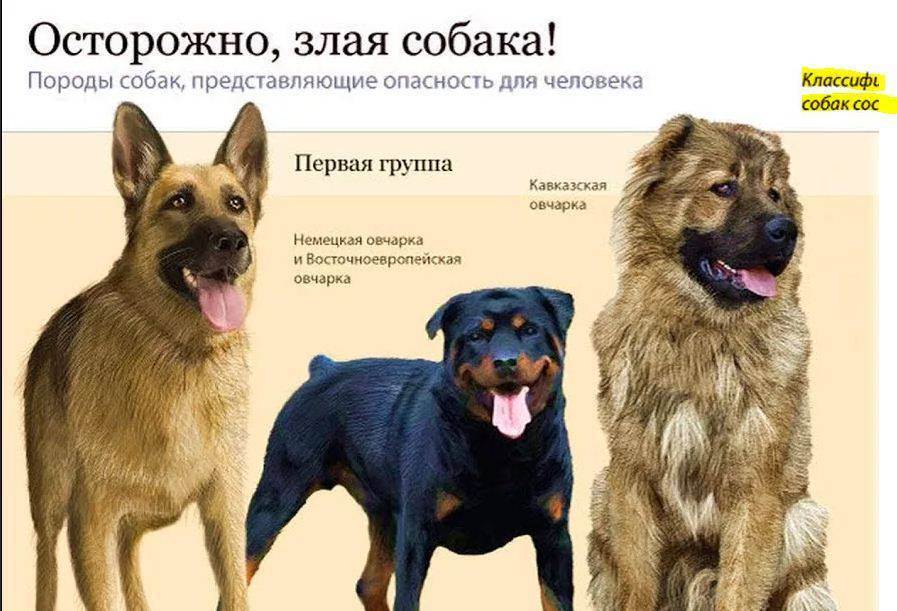 Породы собак по классификации кинологических организаций. породы собак по классификации fci породы фци