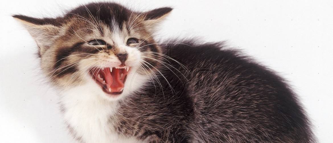Почему кошка шипит и рычит на своего котенка