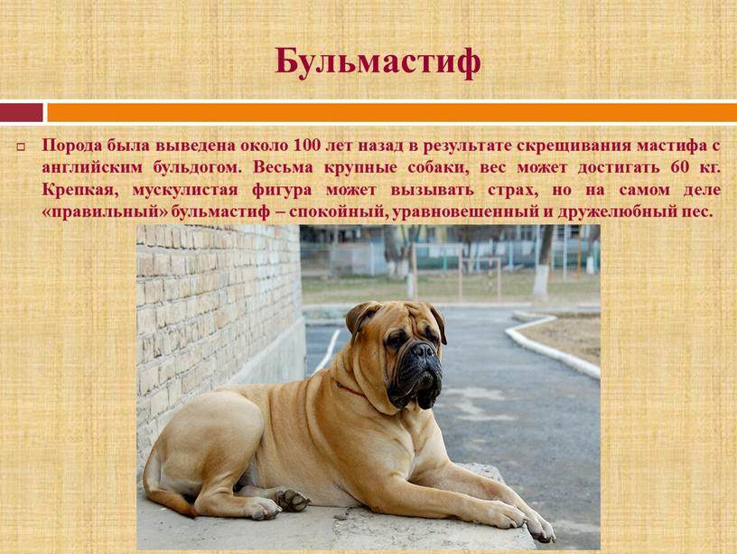 Русские породы собак — обзор с фотографиями и названиями