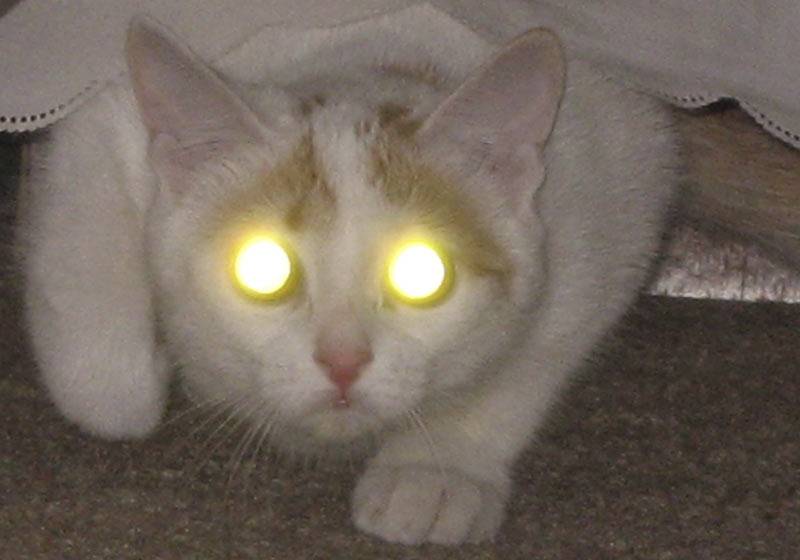 Почему у кошки светятся глаза в темноте, чем обусловлено это явление?
