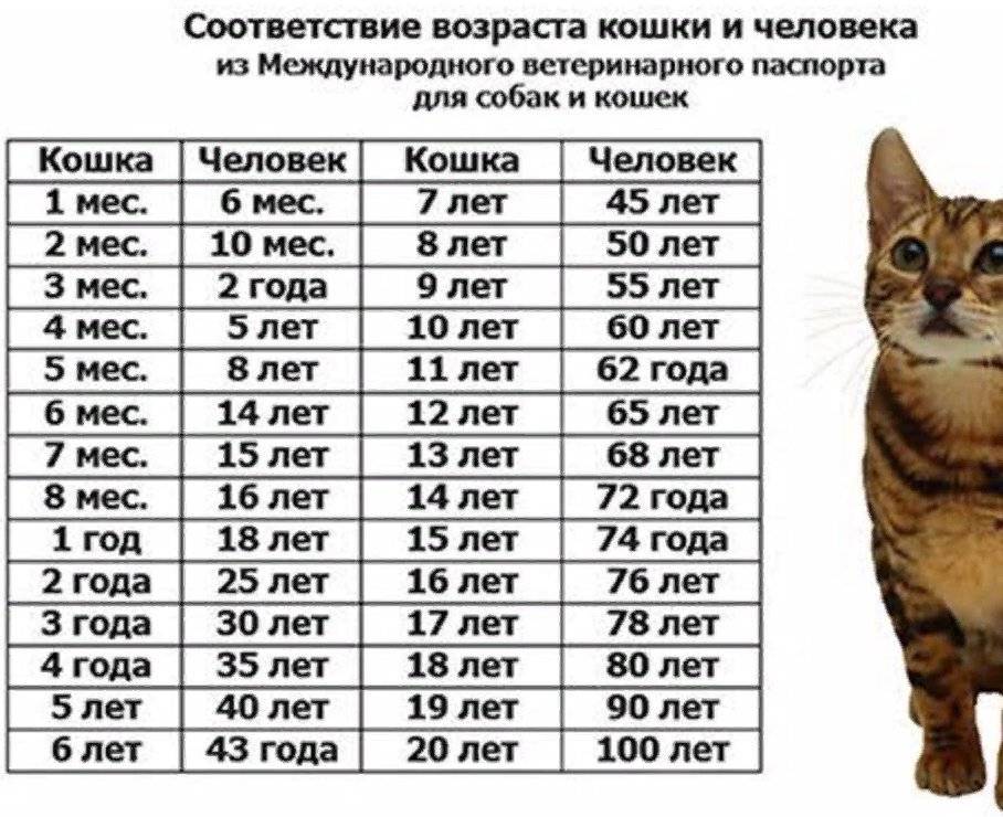Сколько лет кошке по человеческим меркам таблица