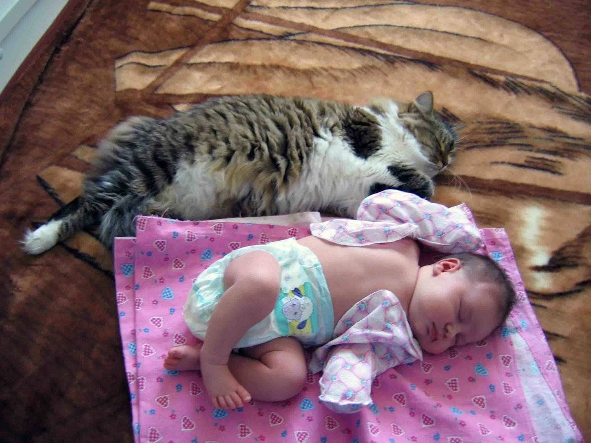 Что надо знать, когда в доме маленький ребенок и кошка - статья сайта о детях imom.me