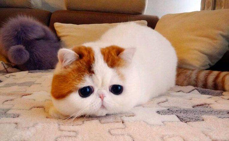 Кошки с разными глазами: аномалия или особенность породы
