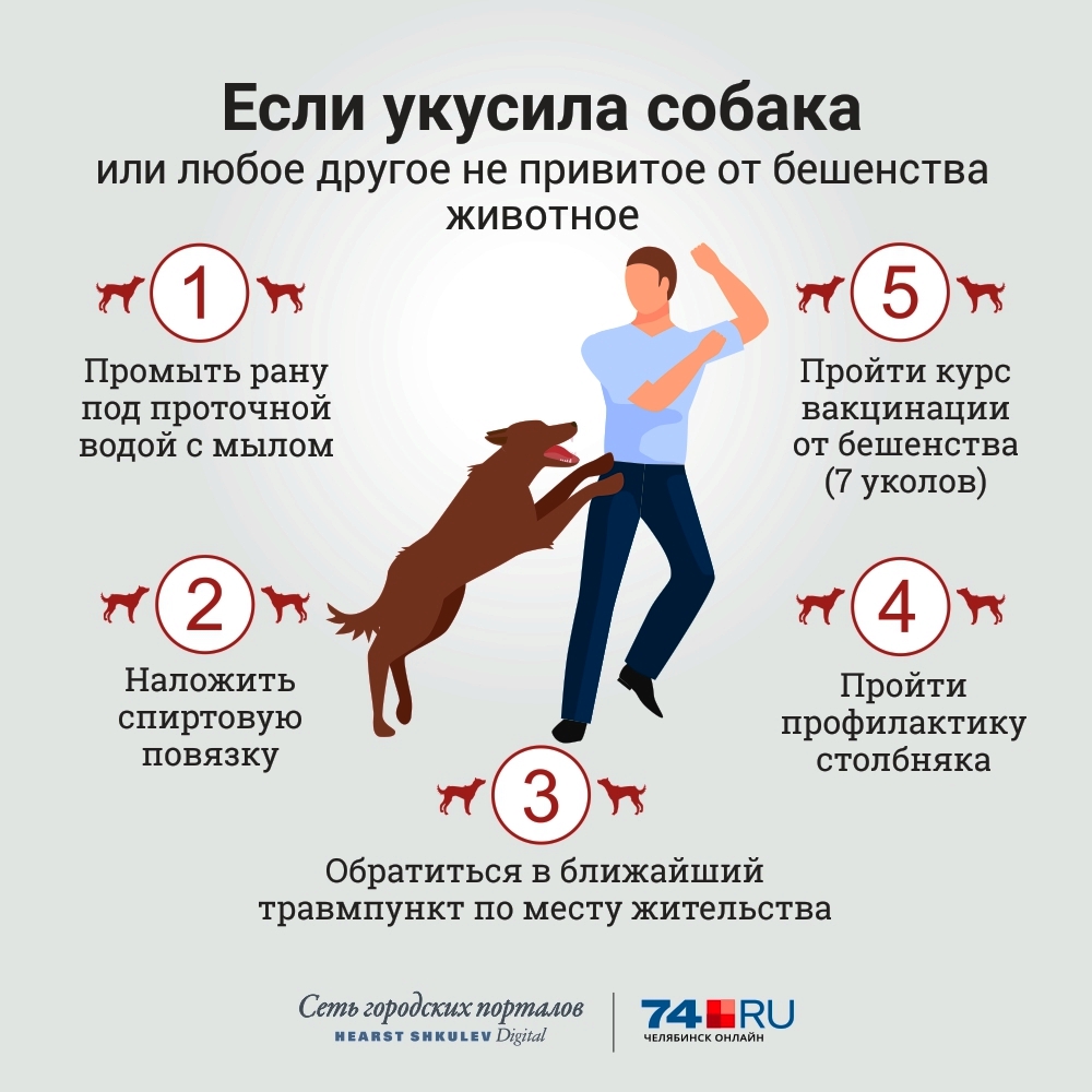 Страшнее кошки зверя нет: укусила кошка, опухла рука – что делать?