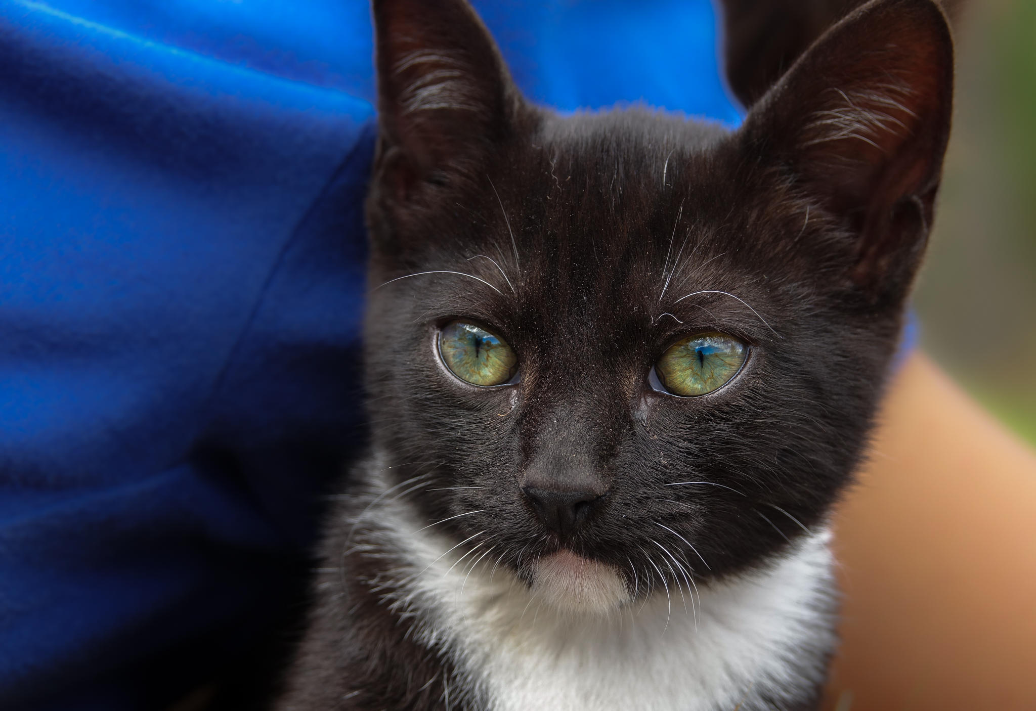 Сиамская кошка: описание породы, характер, фото