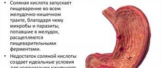 Гастрит у кошек: симптомы, лечение, питание и причины