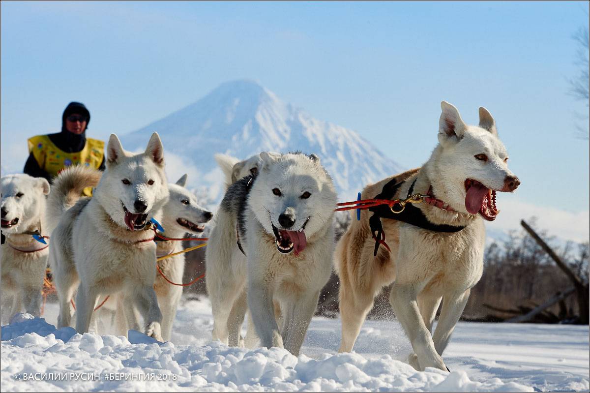 Норвежский спортивный метис — спринтер среди ездовых собак