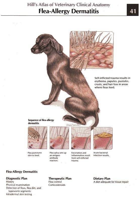 Как и чем лечить межпальцевый дерматит у собак