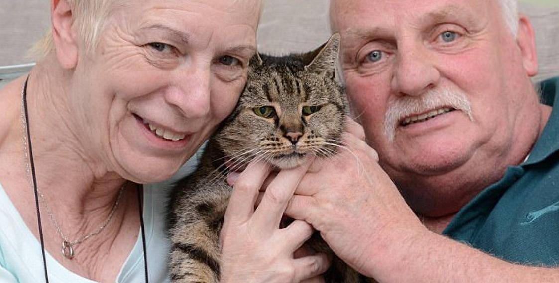 Сколько прожил самый старый кот? всё про кошек долгожителей!