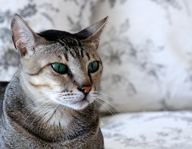 Грациозный кот аравийский мау: как ухаживать за аристократом и подружиться с ним?