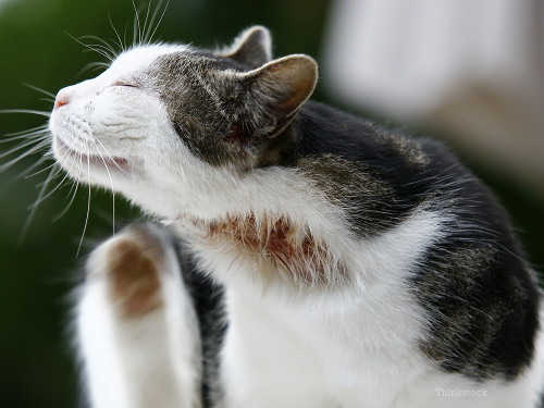 Демодекоз у кошек: симптомы и лечение