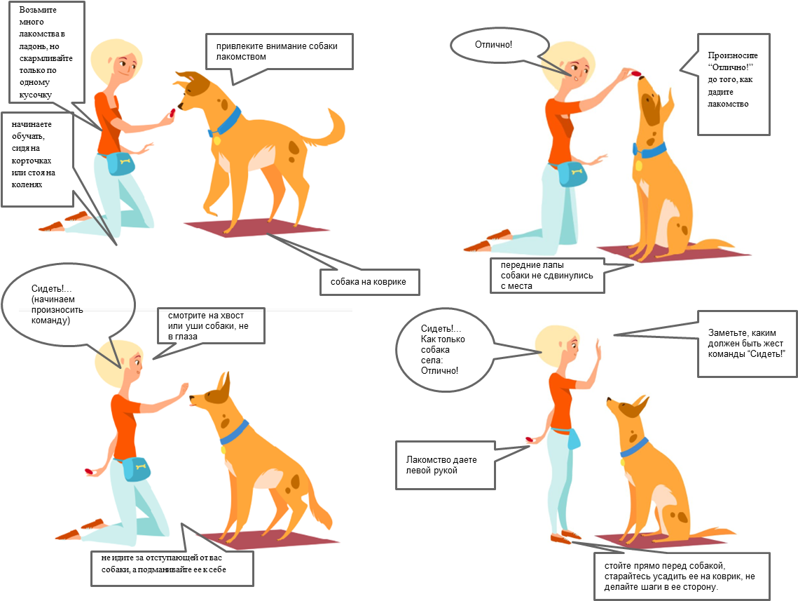 Сложно ли обучить собаку команде «лежать» и как правильно выстроить процесс дрессировки? как научить собаку команде «лежать»?