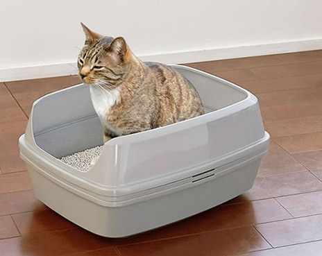 Рейтинг лучших туалетов (лотков) для кошек 2020 года для тех, кто содержит в своём доме пушистых питомцев