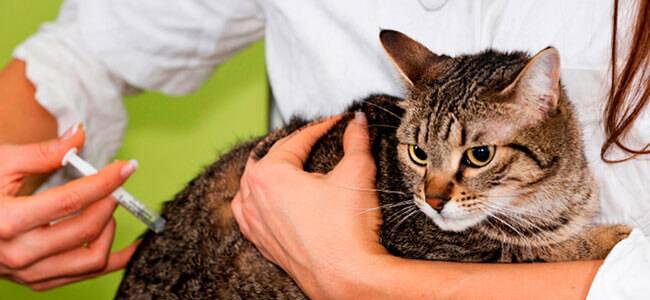 Инструкция по применению вакцины вакдерм для кошек и собак