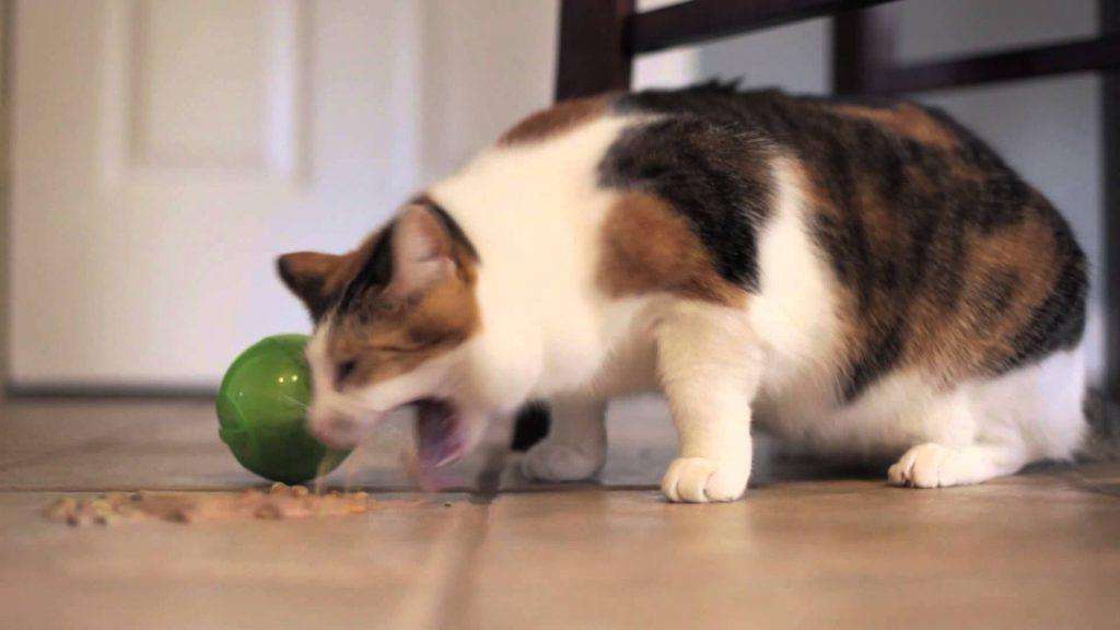 Кошка часто срыгивает еду после приема пищи – почему и что делать?