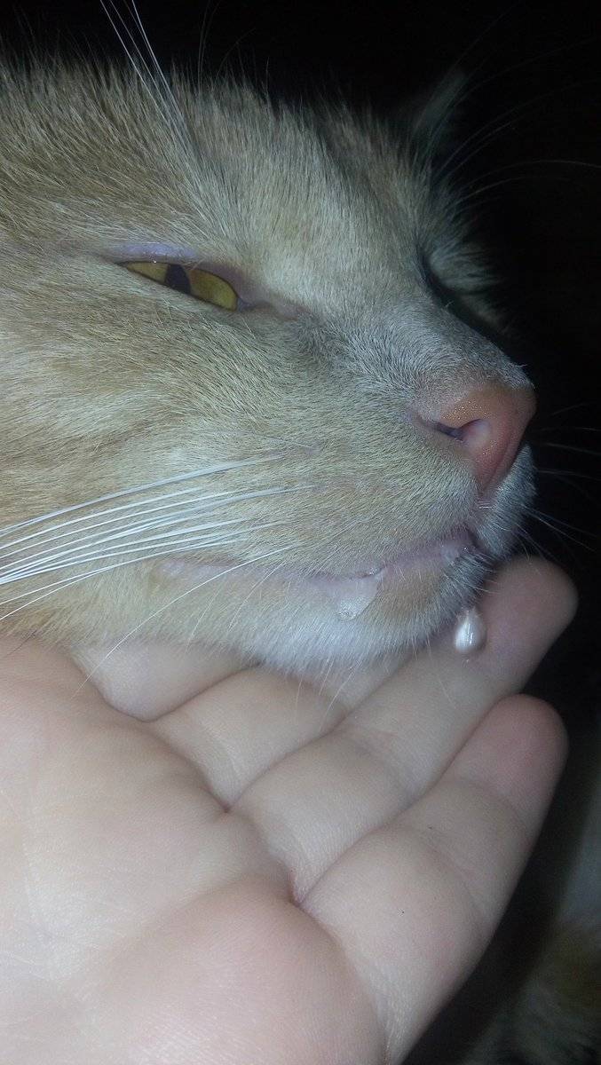 У кота открыт рот течет слюна. у кошки текут слюни: причины, симптомы, лечение, профилактика