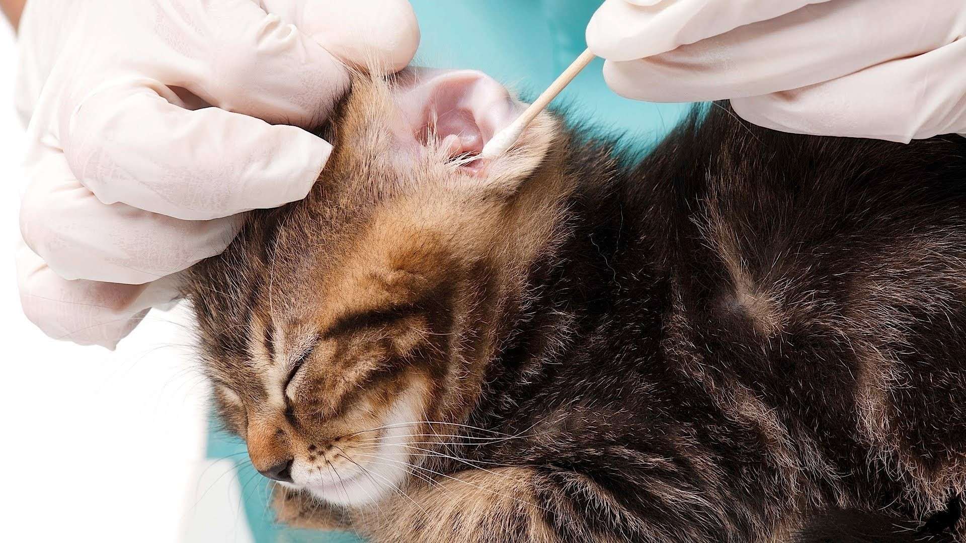 Кот чешет уши и трясет головой – причины, методы диагностики, принципы лечения и профилактики