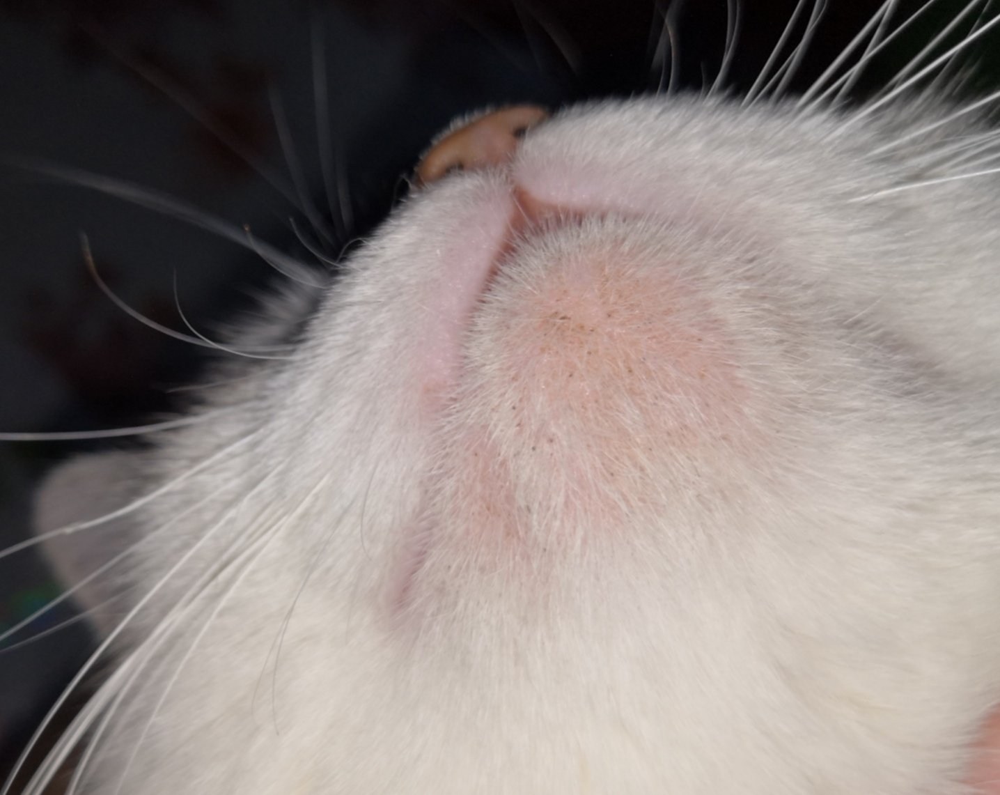Черные точки на подбородке у кошки: причины, лечение