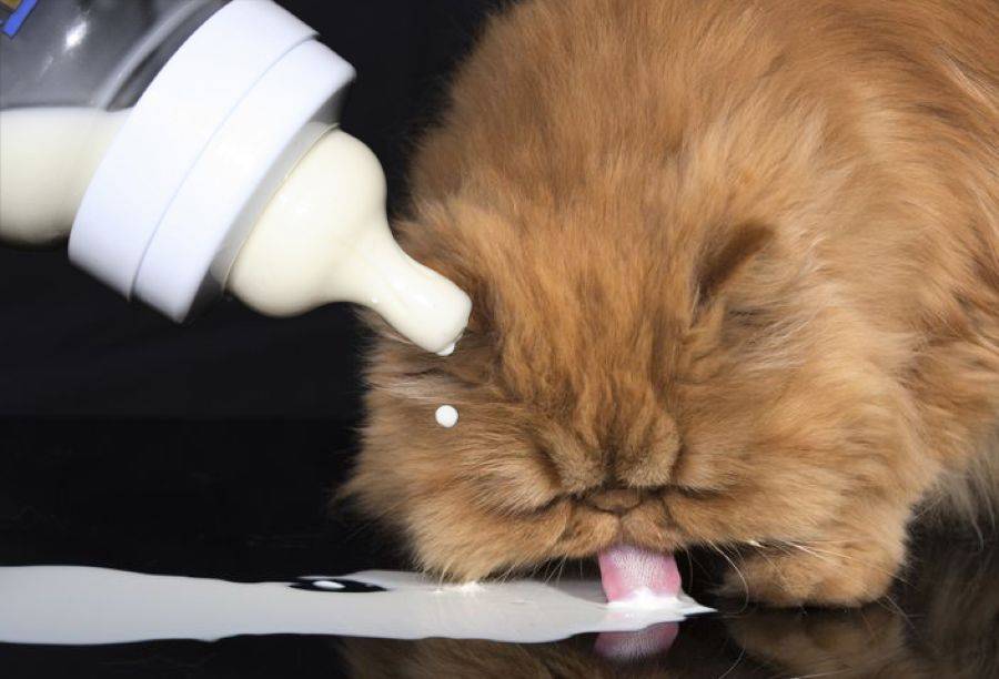 Можно котам кефир. Кот и молоко. Котенок в молоке. Кошка пьет молоко у коровы. Котенок с молоком на лице.
