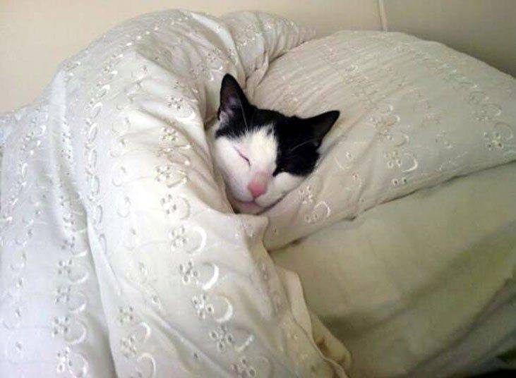 Зачем кошка прячется под одеяло?
