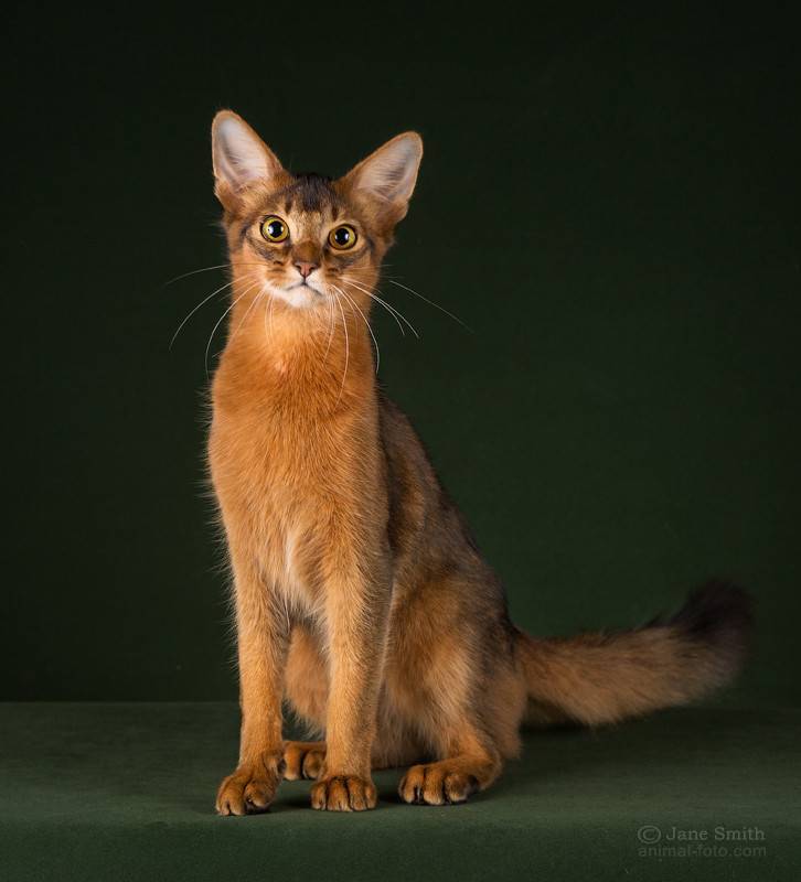 ᐉ сомалийская кошка - описание пород котов - ➡ motildazoo.ru