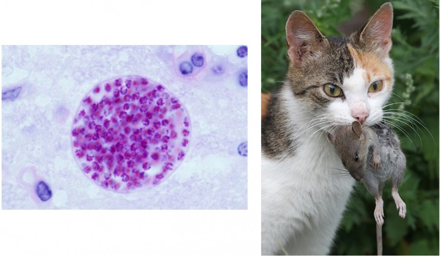 Симптомы и методы лечения гемобартенеллеза у кошек