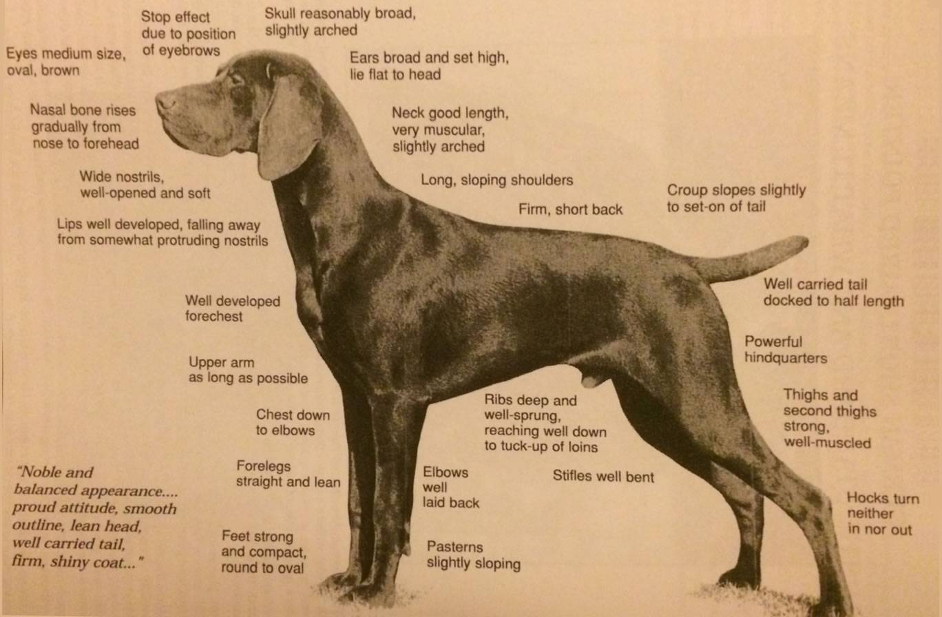 Уиппет собака. описание, особенности, уход и цена породы уиппет | sobakagav.ru