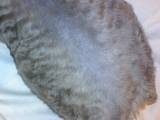 Почему у кошки выпадает шерсть на животе и между задними лапами, в чем причина образования залысин?