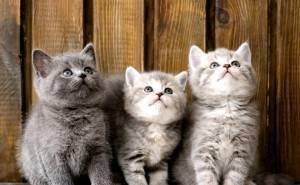 Как назвать котенка девочку: какие клички для британского вислоухого серого, забавный шотландский, окраска и оттенок, скоттиш и фолд