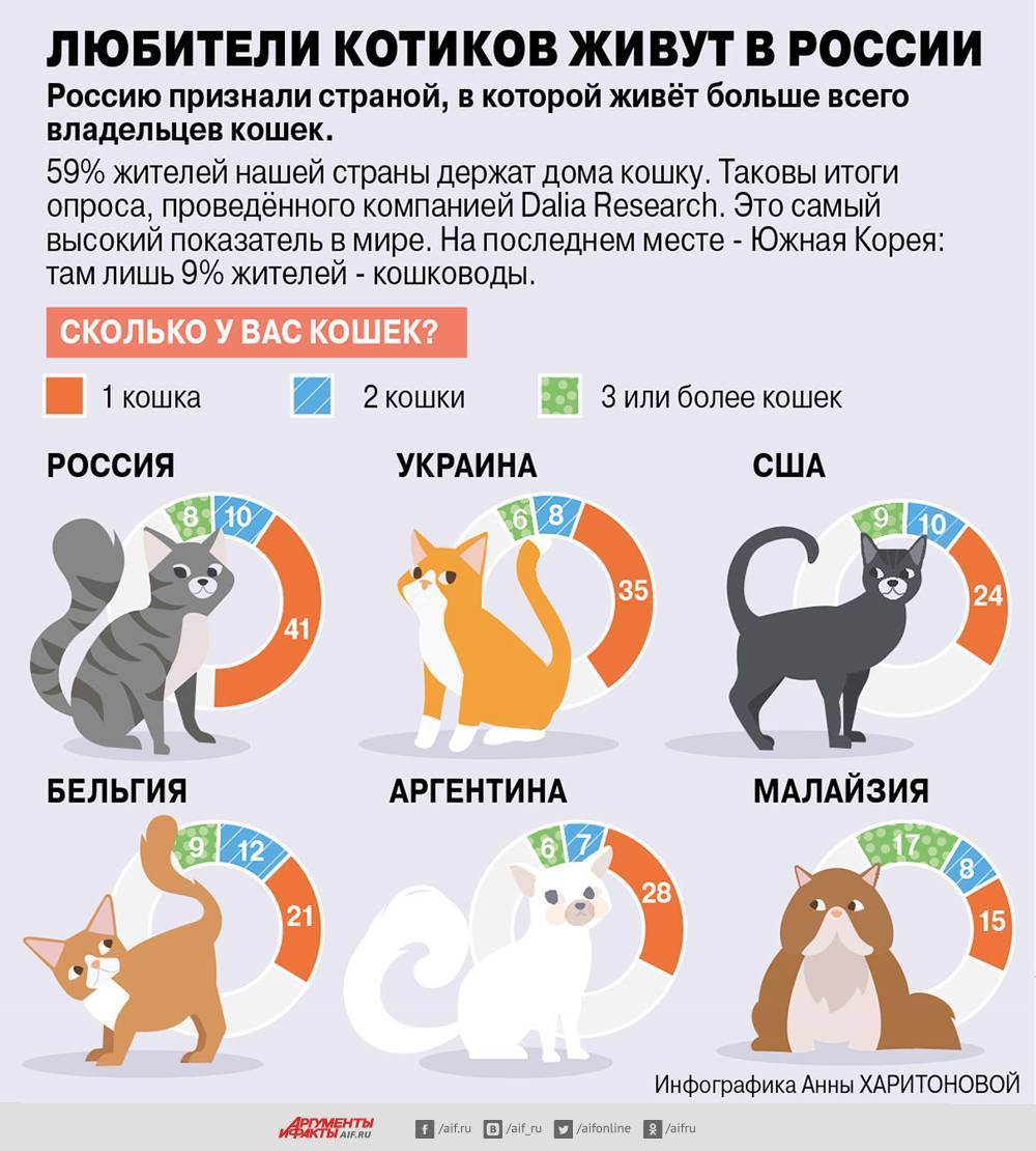 Сколько живут кошки и кот, средняя продолжительность жизни в домашних условиях, таблица по породам