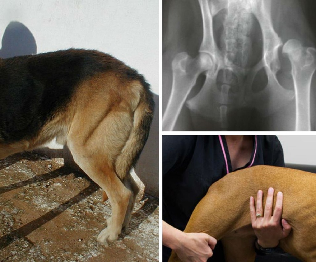 Перелом лапы у собаки: симптомы, признаки, первая помощь и лечение